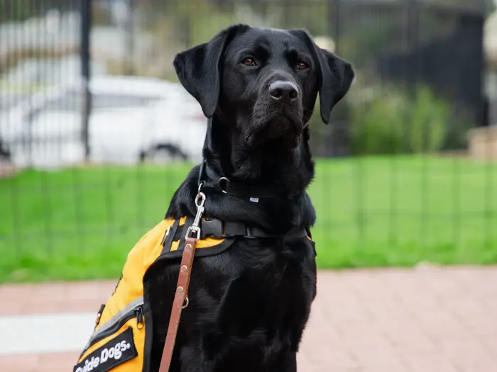 guide-dogs-sa-nt-westy